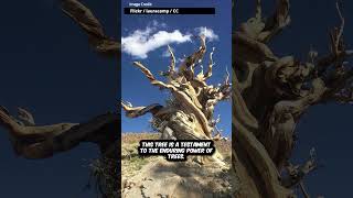 Living Legends: The Timeless Power of Trees Living Legends: The Timeless Power of Trees