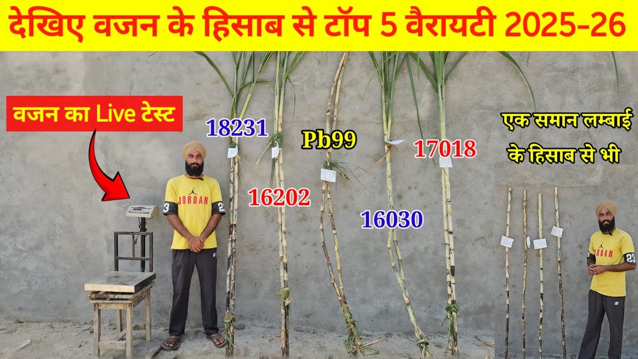 देखिए किसमें कितना है दम, वजन का Live टेस्ट, 18231, 16202, 17018, Pb99, 16030 ganna variety 