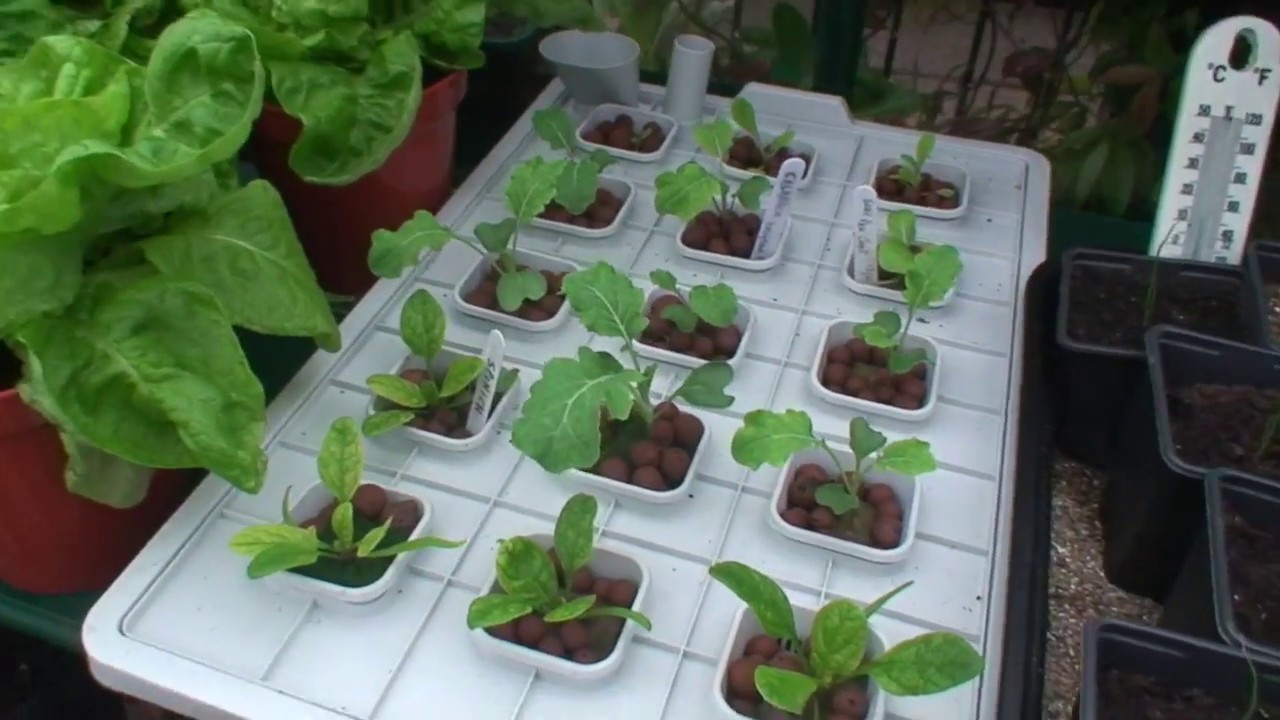 How to grow Lettuce 
