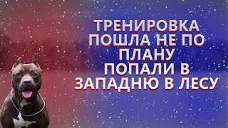 ПОПАЛИ В ЗАПАДНЮ ВО ВРЕМЯ ТРЕНИРОВКИ В ЛЕСУ. СКОЛЬКО ПО ЛЕСУ ПРОБЕЖИТ ПИТБУЛЬ?