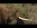 Elephant's Life Saved By Split-Second Decision | Secret Life Of Elephants | BBC Earth