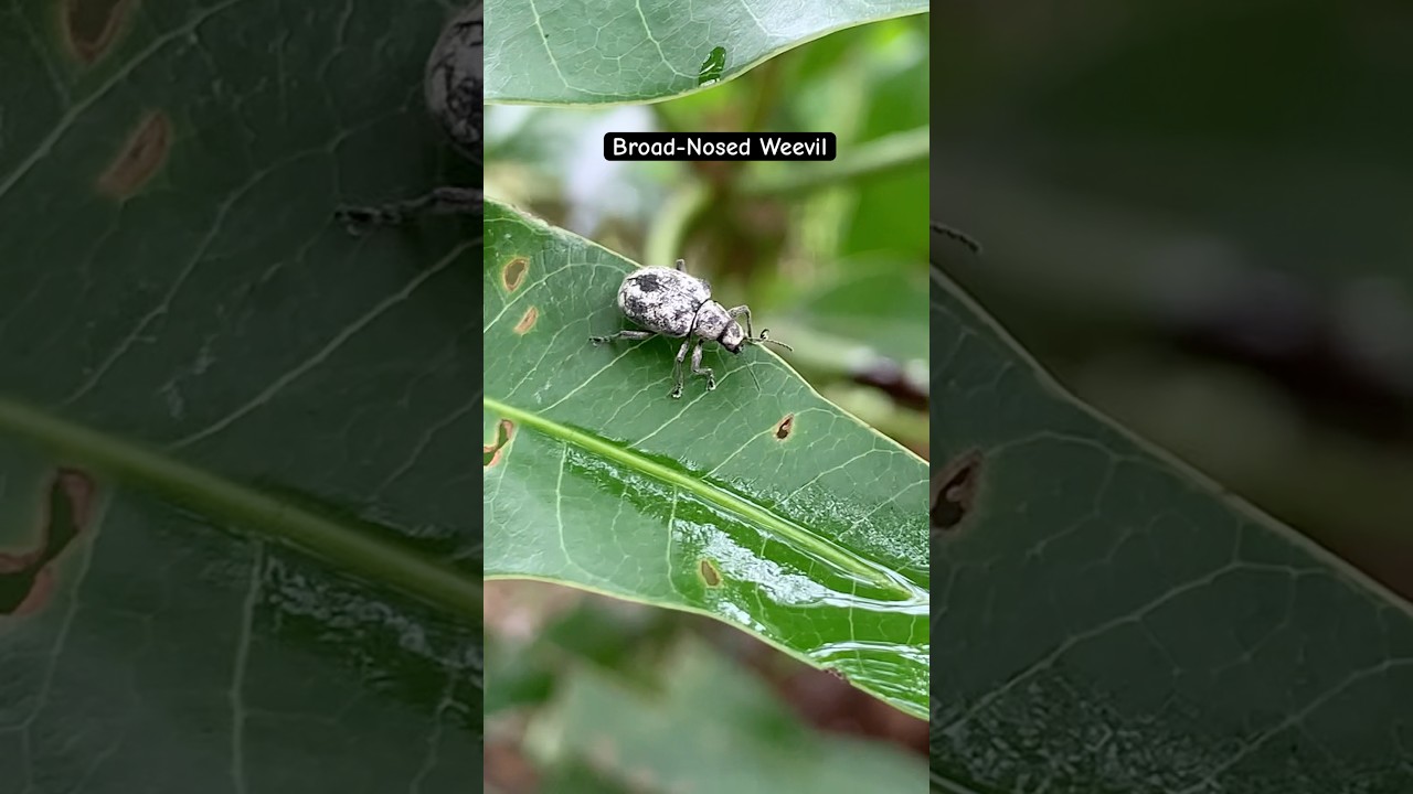 Marbled broad-nosed Weevil 