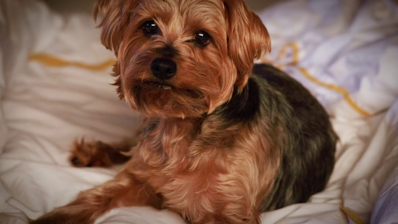 norfolk terrier yorkie mix