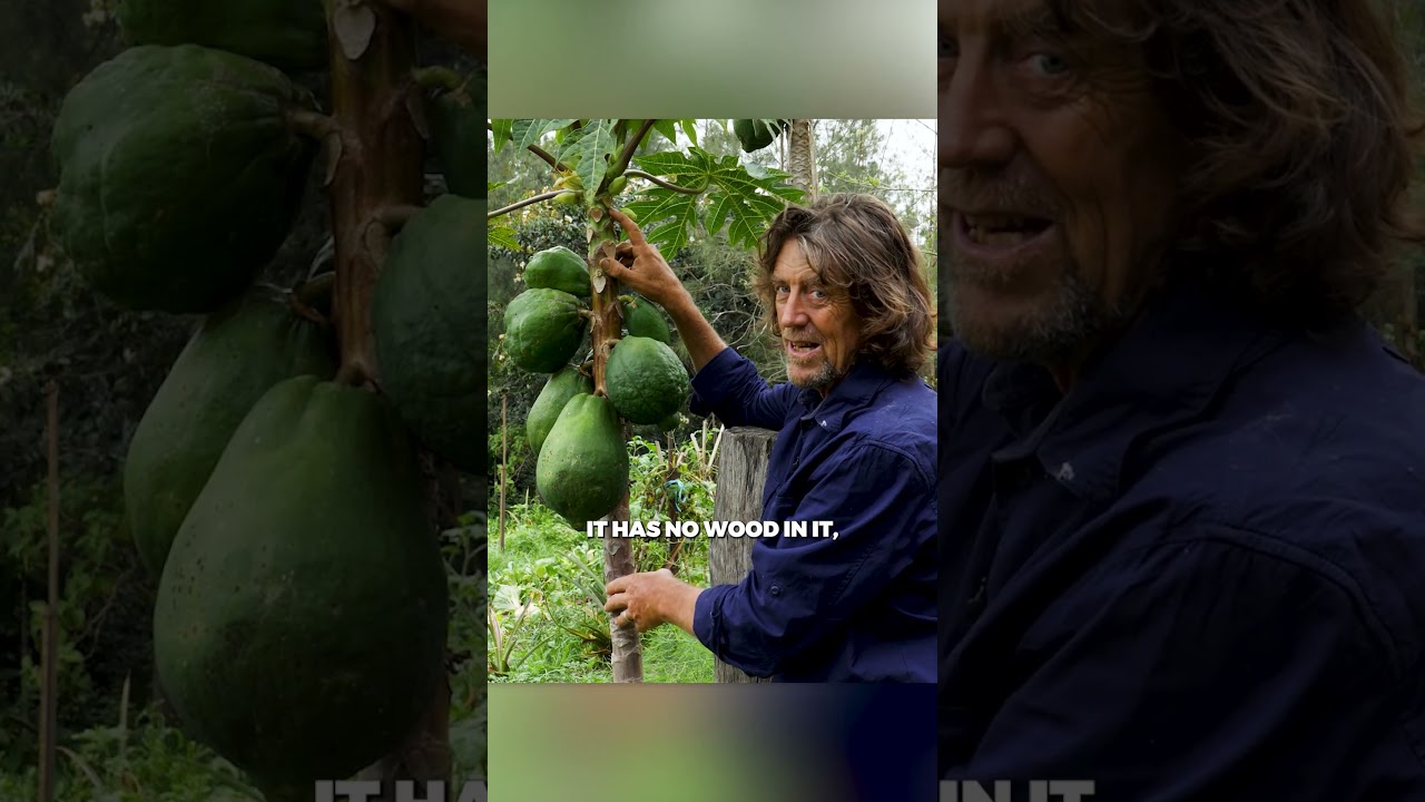 Papaya pulls double duty in the garden 🍈☀️