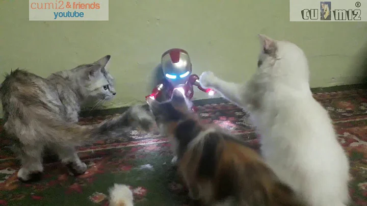Watch the video about Funny kitten play with ironman 😁#munchkin#persiancat#sicumi2&friends😘