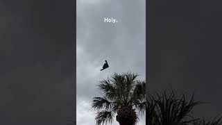 Oh my days #b2 #stealth #fighterjet #f1raceday #flyby #trendingshorts #b2stealthbomber