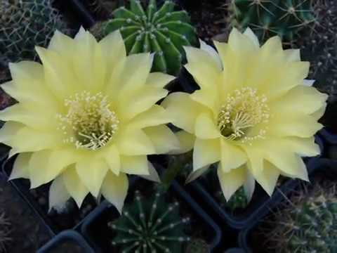 Plante grasse : cactus - Echinopsis oxygona