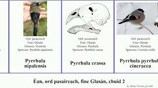 Éan, ord pasaireach, fine Glasán, chuid 2 serinus hemignathus pyrrhula lucidus bird montana ultima