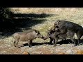Wild Африка Warthogs copulate like pretend Спаривание бородавочника напоминает имитацию :)