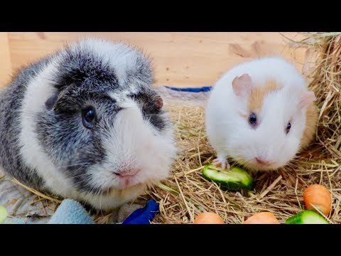 Guinea Pig Daily Food Routine