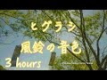 Higurashi cicada &  Wind chime/ひぐらしの鳴き声と風鈴