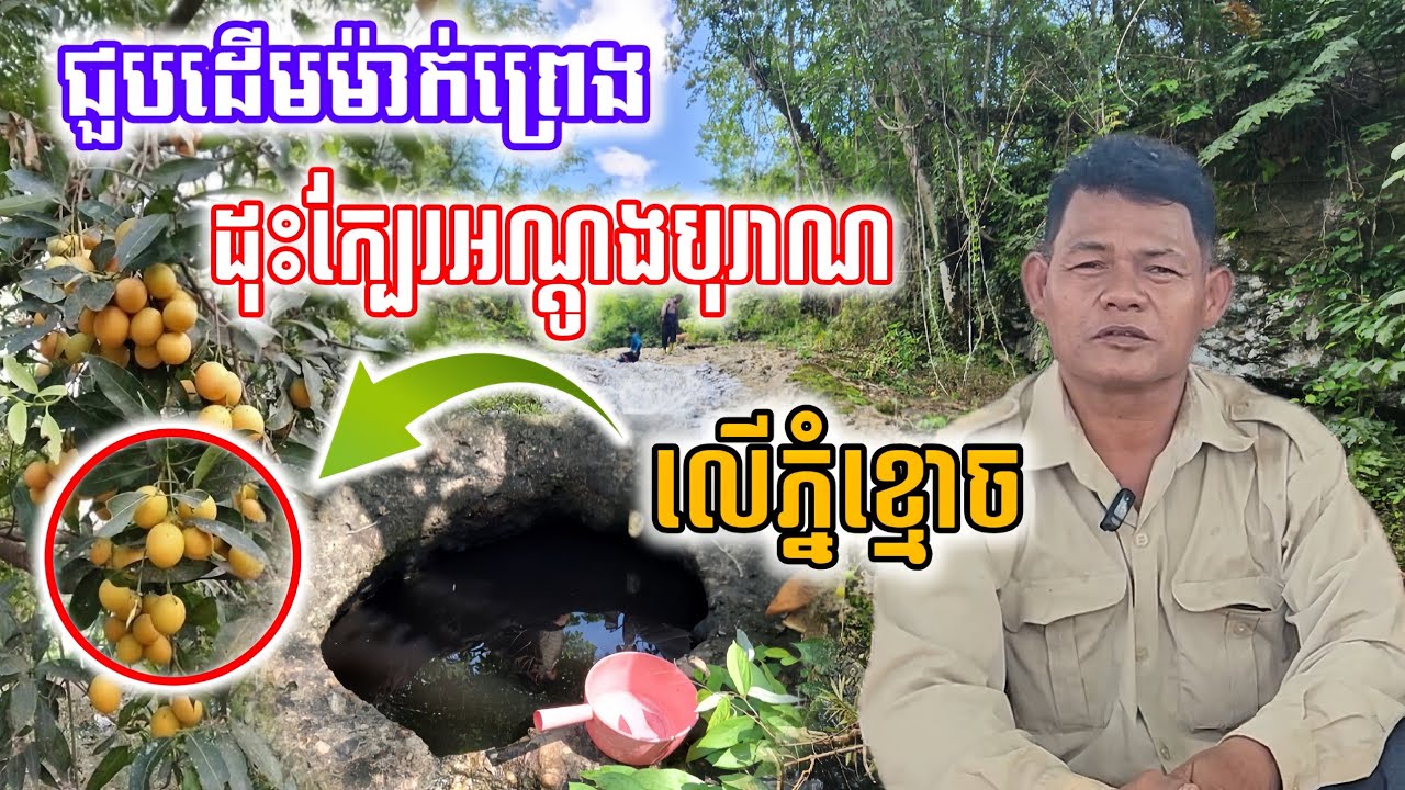 [ចម្លែកណាស់]មានដើមម៉ាក់ព្រេងមួយដើមធំ ដុះក្បែរអណ្ដូងបុរាណមិនចេះរីងស្ងួត នៅលើភ្នំខ្មោច