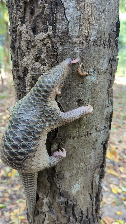 Rapid tree climbing #pangolin #animals