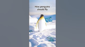 Tis how penguins should fly #penguin #snow #fly #blender #animation #3d