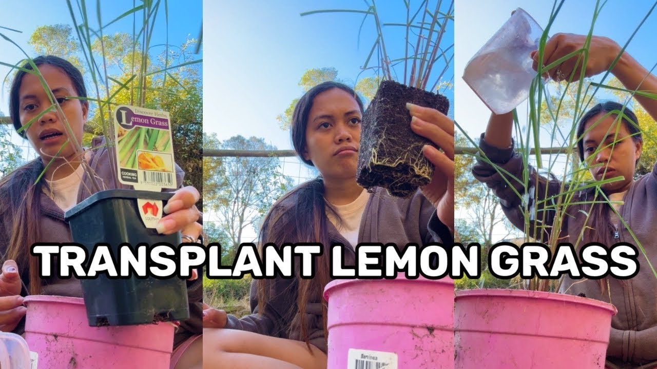 FILIPINA SHOW HOW TO TRANSPLANT LEMON GRASS IN AUSTRALIA!!