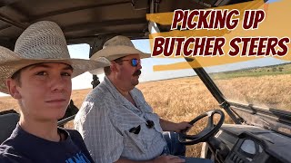 Picking Up Butcher Steers