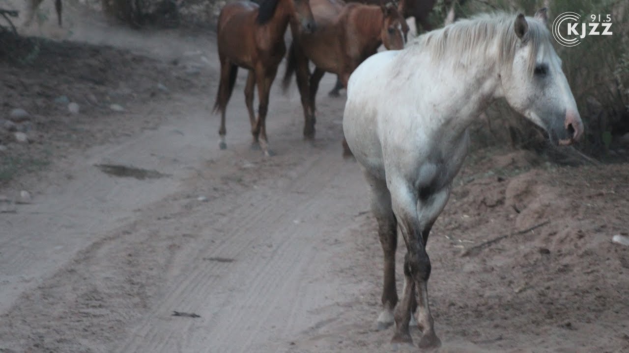 Nonprofit Responds To Drought Feeds Wild Horses Along Salt River Kjzz
