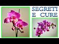 ORCHIDEA tutti i trucchi ed i segreti per curarla, farla fiorire e riprodurre, orchidee, phalenopsis