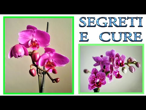 orhidee, leacuri și secrete