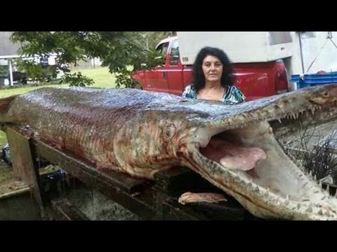 Video: Koja je najveća slatkovodna riba na svijetu?