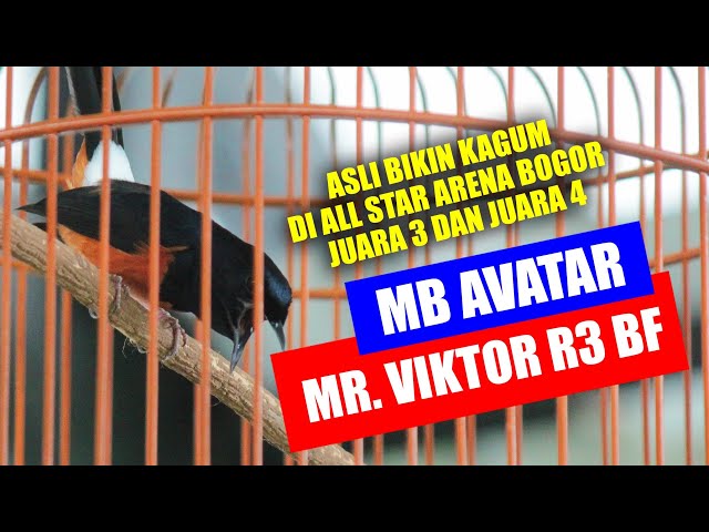 BOGOR BERKICAU MB AVATAR MR. VIKTOR JUARA DI ALL STAR ARENA #trending class=