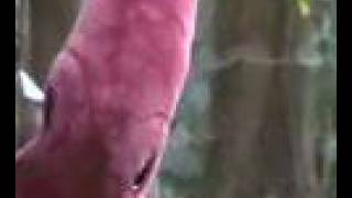 Tree Octopus Bloopers
