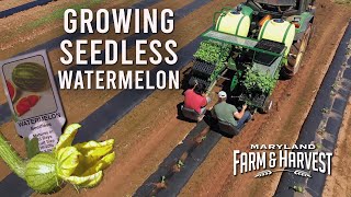 How do you Plant a 'Seedless' Watermelon???  |  MD F&H