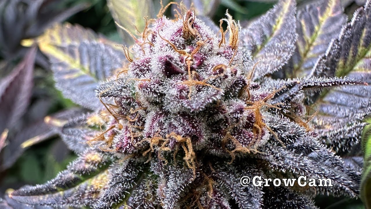 Fall 2024 - Flower Day 50 - Cannabis Grow Update