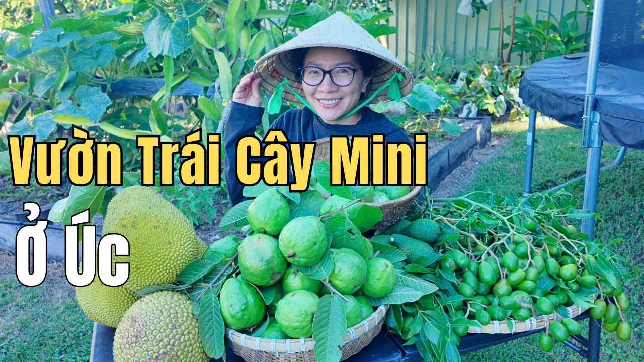 Cuộc Sống Úc – Thu Hoạch Ổi, MÍT, CÓC, BƠ Sai Trĩu Quả - Vườn Nhà Ở Úc Nhưng Đậm Chất Quê Việt