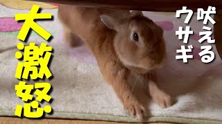 The rabbit is furious and barks while threatening the owner (No.237)