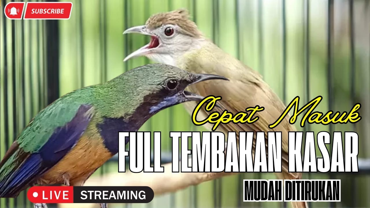 MASTERAN KEKINIAAN!!! Materi CUCAK CUNGKOK FULL KASARAN - Jeritan Kunti Panjang - BESETAN TAJEM