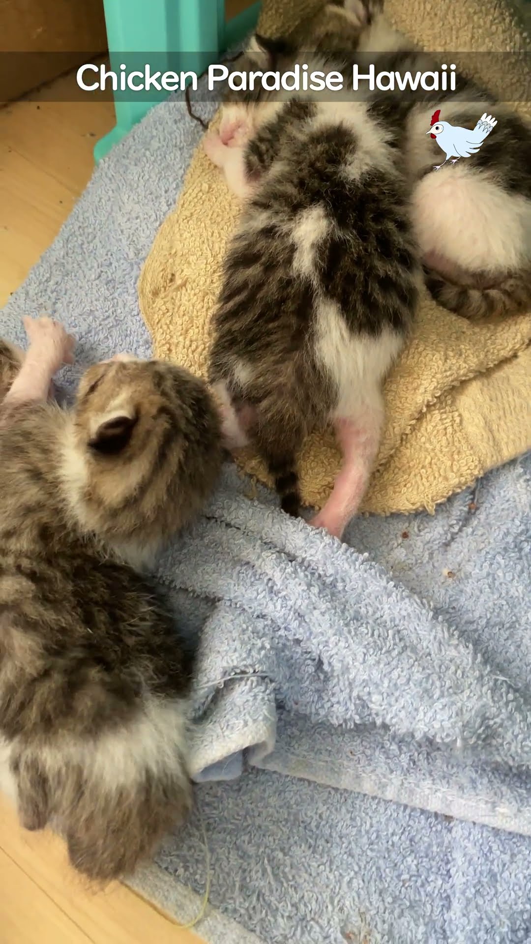 A worried mother cat