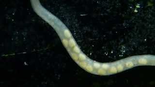 Macrography: Mysterious White Worm || Makrofotografie: Weißer Wurm