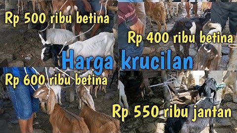 Thumbnail of HARGA SERBA 500 RIBUAN KELAS KRUCILAN