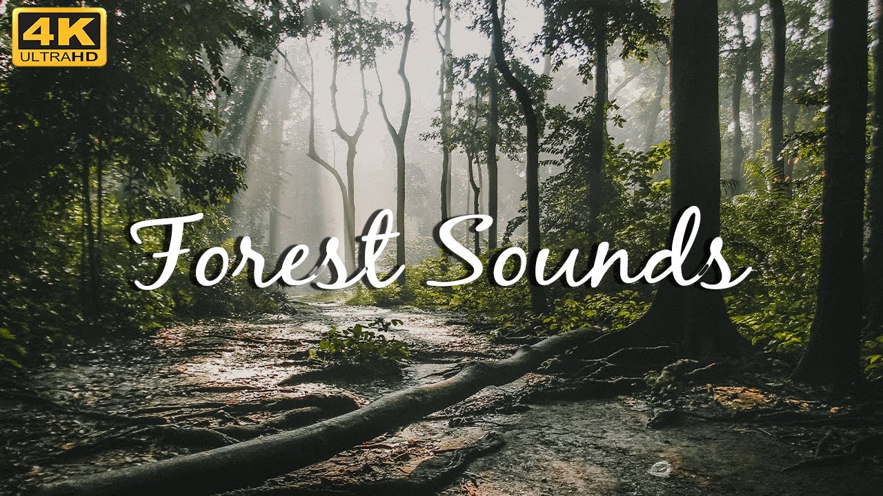Nature song. Windy Forest. Ambient Forest. @_No_News_ тик ток Forest Sounds - tracks of nature.