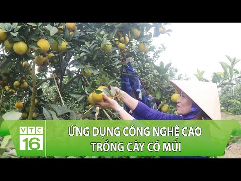 Video: Thu hoạch Trái cây Có múi - Tại sao Trái cây Có múi Khó nhổ Cây