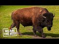 Bison ranching in Alberta: a lifestyle, not a job | We Are The Best