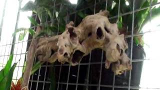 Keukenhof 2010-3.Mpg