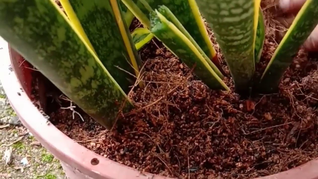 Cara tanam pokok lidah mertua atau snake plant viral - YouTube