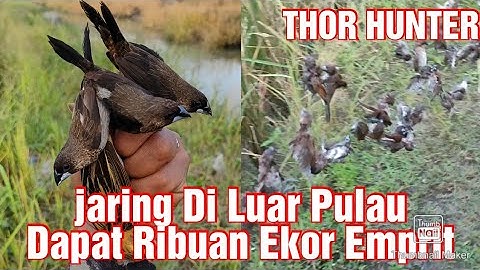 #emprit#jaring# Undangan Jaring Hama Emprit Di Luar Pulau(kota Medan)