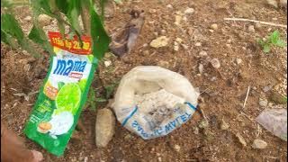 Fusarium is completely cured in this way, see the video