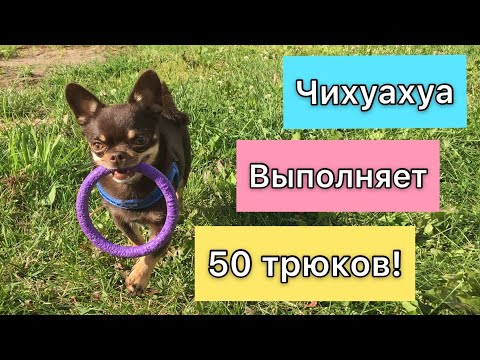 Чихуахуа Арчи выполняет команды. 50 крутых трюков от чихуахуа! Все трюки которые знает моя собака
