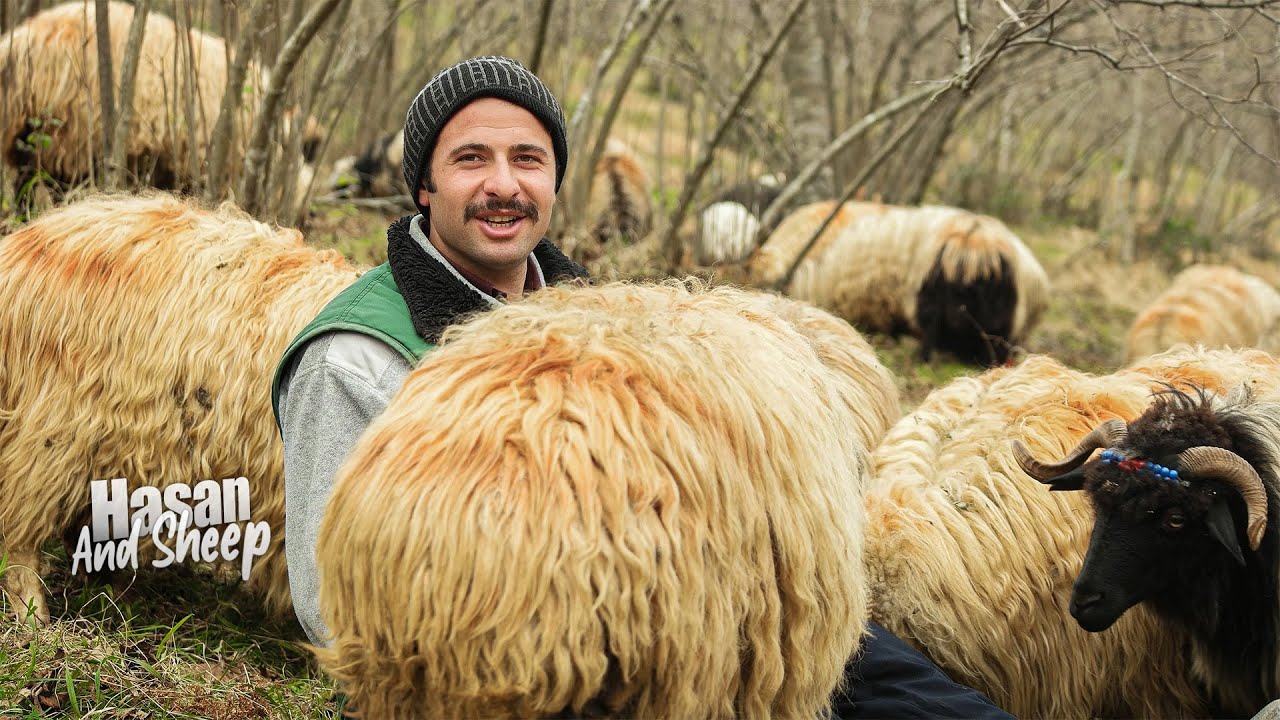 Хасан и его овцы | Документальный фильм ▫️4K▫️