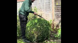Professional Topiary Trimming ✂️ How To Shape Perfect Garden Balls