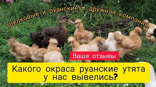 Какого окраса руанцы у нас вывелись? ВАШИ ОТЗЫВЫ. Шёлковые и руанские - дружная компания.