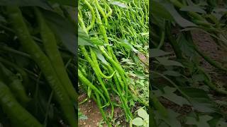 Cabai ini memiliki biji yang sangat bagus, ini adalah cabai panjang. #pertanian #cabai #bertani #petani #alam #celana pendek