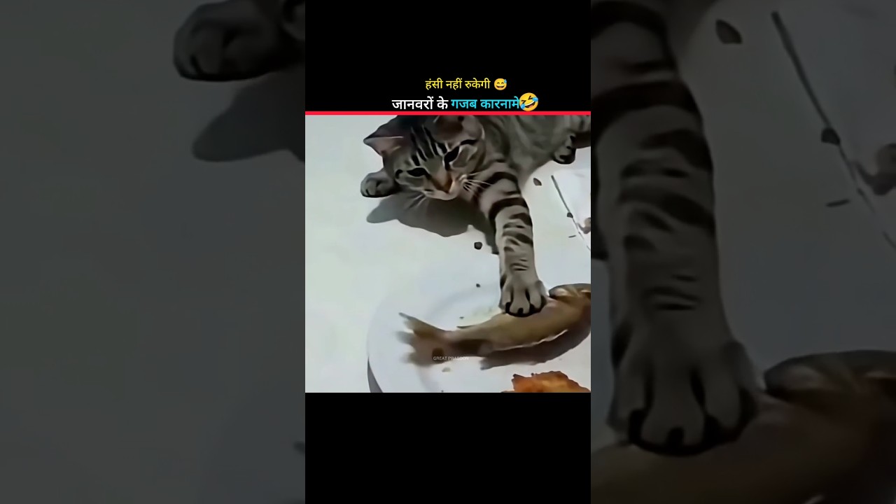 सबसे मजेदार जानवर🤣 | Animal Comedy Compilation😂 #viralshorts #funny