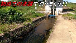 魚がいっぱい釣れる水路を発見！！