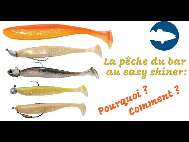 La pêche du bar au easy shiner: pourquoi ? comment ? 