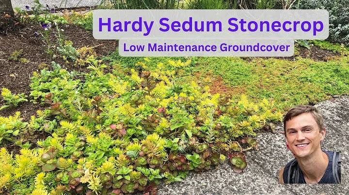 Great Groundcovers ! Hardy Sedum Update After 2 Years & How To Divide